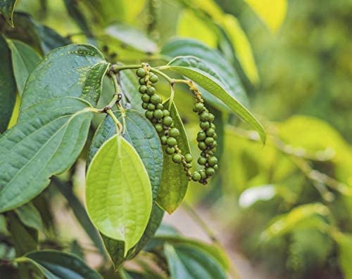 Food to Live Whole Black Pepper, 14 Pounds ??Kosher, Vegan, Bulk Spice. Strong Pungent Flavor. Rich in Minerals. Great for Spicing, Seasoning. Perfect for Grinder Refill.