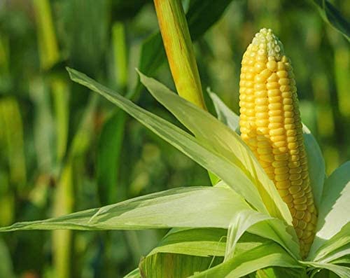 Food to Live Organic Super Sweet Corn, 8 Ounces - Freeze-Dried Kernels, Non-GMO, Kosher, Healthy Snack, Bulk, Grown in the USA