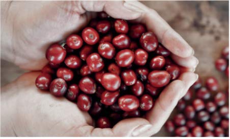 Bristot Buongusto Italian Espresso Coffee Beans ??Whole Bean, Medium Roast, Low Acid ??2.2 lb (1kg) Bag ??Smooth, Bold Flavor for Espresso