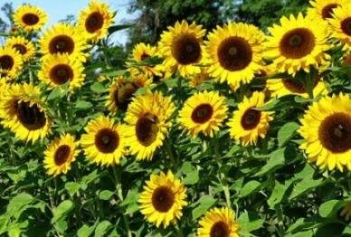 Non GMO Bulk Mammoth Grey Stripe Sunflower Seeds- Helianthus annuus (5 Lbs)
