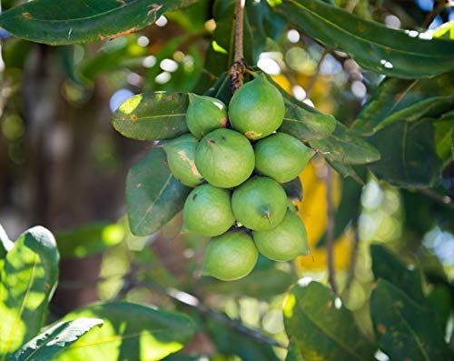 Food to Live Organic Whole Macadamia Nuts, 18 Pounds – Non-GMO, Raw, Shelled, Unsalted, Kosher, Vegan, Bulk. Keto Snack. Buttery Flavor. Good Source of Fiber, Healthy Fats. Perfect for Desserts.