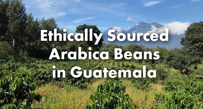 Cafì±?Grumpy Guatemala Single Origin Whole Coffee Beans, 12 oz Bag Farm to Table Medium Roast, French Press Pour Over Cold Brew Drip