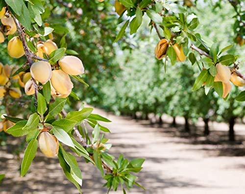 Food to Live - California Almonds, 4 Pounds - Supreme, Whole, Raw, Unsalted, Unroasted Nuts, Natural