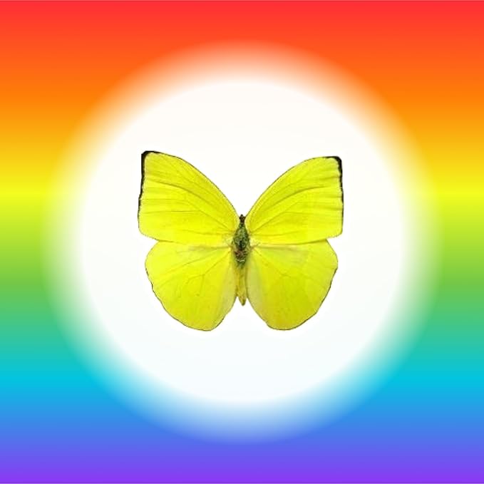Sugar Robot Edible Butterflies for Cake Decorating- Large Size Butterfly Decorations - Cake Toppers and Cupcake Toppers - Made in the USA - Premium Crafted (Rainbow)