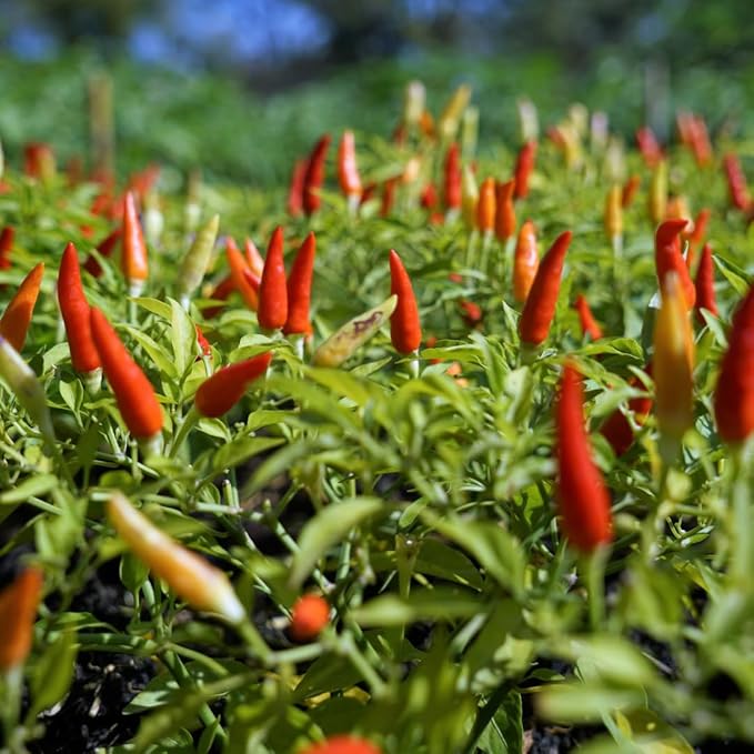 FILIPPONE - Organic Whole Dried Chili Peppers, on Stem, 25 g (0.88 oz), Spicy Sicilian Pepperoncino with Intense Aroma and flavor, Decoration, Cooking, Certified USDA Organic