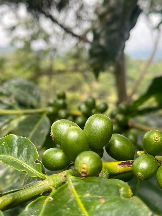 Sabor del Café ??Costa Rican Coffee Whole Bean, Medium Roast ??Specialty Coffee, Honey Processed for Sweetness ??100% Organic, Caturra Varietal, Aromatic & Smooth Flavor, 2x250g