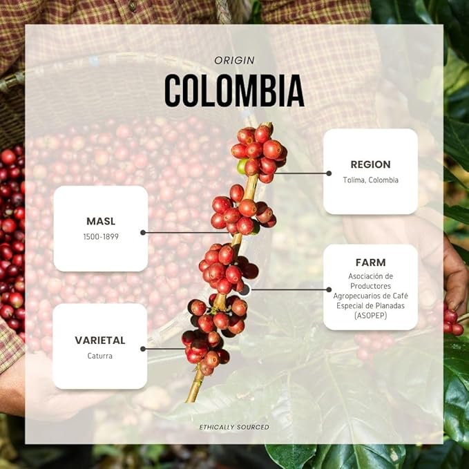Reborn Coffee Specialty Whole Bean Decaf Coffee, Medium Roast, 12 Ounce, Colombia Condor Tolima, Flavor Notes of Berry, Caramel, Peach, and Cinnamon