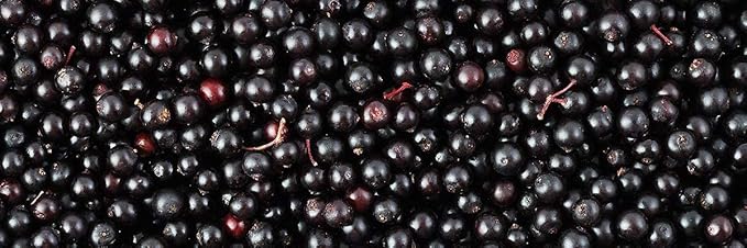 Biotta Organic Elderberry Juice - Naturally Sweetened Fruit Juice For Optimal Immune Support Function - With Immunity Boosting Elderberries - Good Source of Potassium (16.9 Fl Oz, Pk of 6)