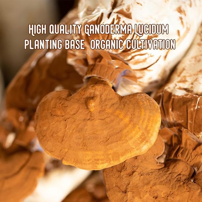 WL Herbal Treasure Decaf Mushroom Coffee Organic, Organic Reishi Coffee, Ganoderma Lucidum, Mushroom Coffee, Mushroom Drink, Decaf Mushroom Coffee, Mushroom Coffee Alternative