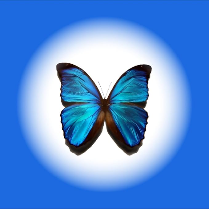 Sugar Robot Edible Butterflies for Cake Decorating- Large Size Butterfly Decorations - Cake Toppers and Cupcake Toppers - Made in the USA - Premium Crafted (Blue)