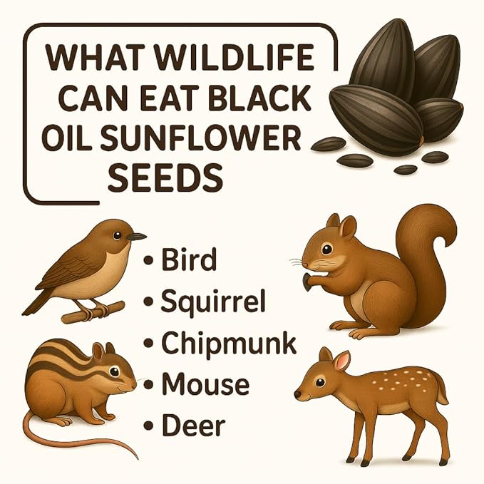 Crazy Nuts | Black Oil Sunflower Seeds for Birds, 10lb | Black Sunflower Seeds for Birds, Sunflower Bird Seed, Wild Bird Feed