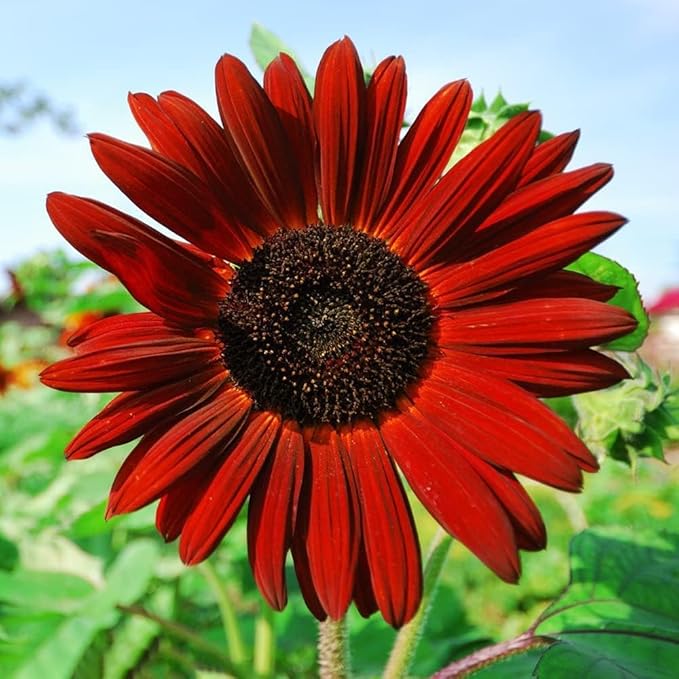 500+ Mixed Sunflower Seeds for Planting (17+ Varieties, Crazy Mixture), Indoor & Outdoor, Bulk Pack, Heirloom, Non-GMO, Attracts Butterflies & Bees