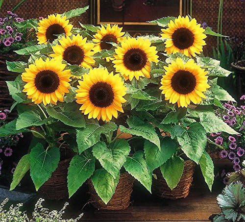 Non GMO Dwarf Sunspot Sunflower Seeds (10 Lbs)