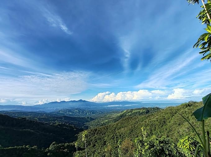 Sabor del Café ??Costa Rican Coffee Whole Bean, Medium Roast ??Specialty Coffee, Honey Processed for Sweetness ??100% Organic, Caturra Varietal, Aromatic & Smooth Flavor, 2x250g