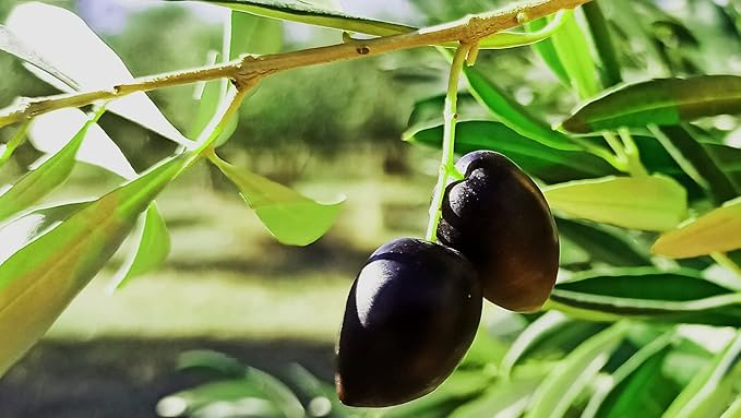 Pack of 4 Kalamon Olives in Vacuum Pack, Kalamata Olives with Greek Oregano and Red Wine Vinegar, Freshly Sealed Olives Kalamata with Extra Virgin Oil 4X200g
