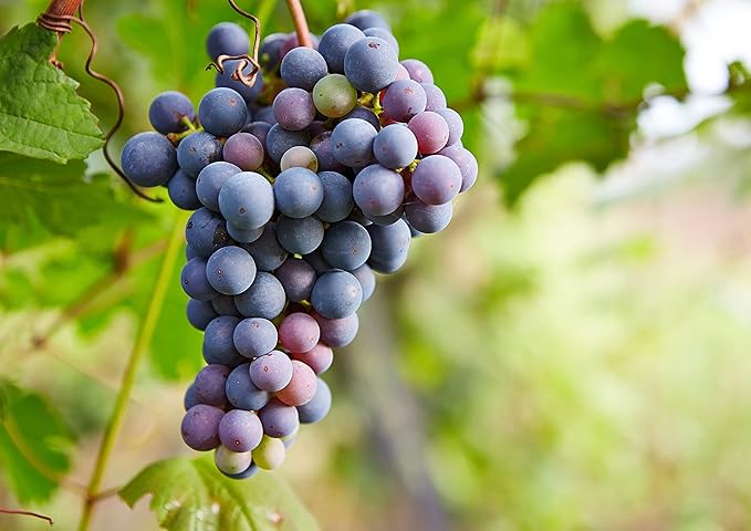 California Zante Currant Raisins, 1 Pound - Sun-Dried Seedless Grapes, Unsweetened, Unsulfured, No Added Oil, Vegan, Kosher, Bulk. Tangy-Sweet, Chewy, and Meaty. Great for Healthy Trail Mix Snack