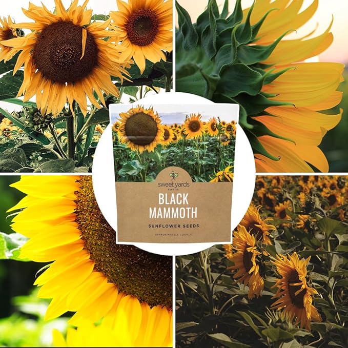 Black Mammoth Sunflower Seeds for Planting – Extra Large Packet – Over 250 Open Pollinated Non-GMO Flower Seeds – Helianthus annus