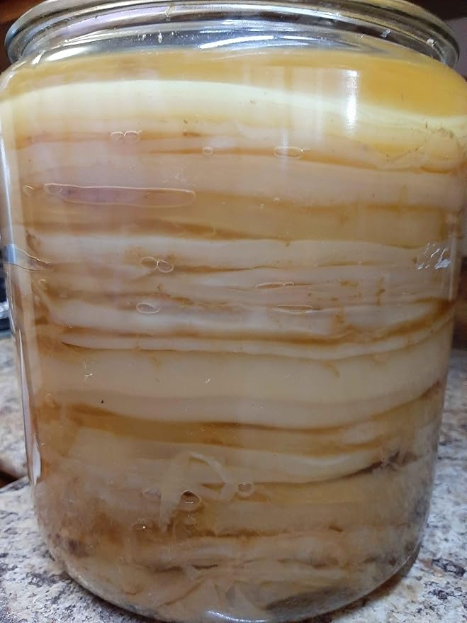 Kombucha.com Certified Organic Kombucha Scoby (Gaia) + SUPER STRONG starter liquid. 8 oz. Makes 1/2 or 1 Gallon. Includes FREE Kombucha.com Organic Mixed Tea Blend Sample.