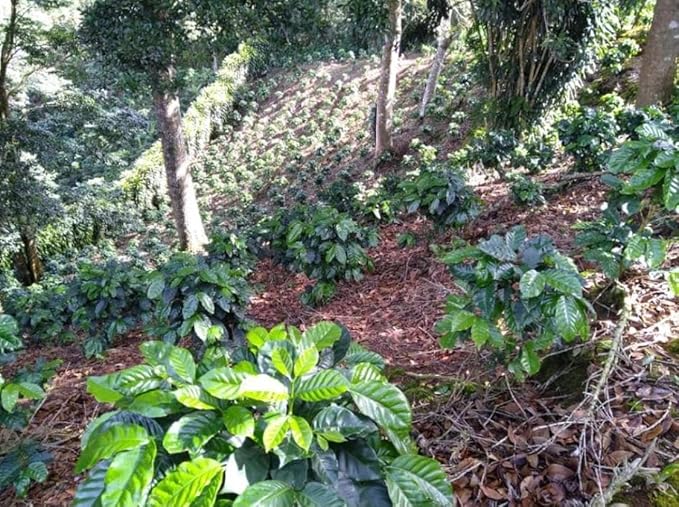 Sabor del Café ??Costa Rican Coffee Whole Bean, Medium Roast ??Specialty Coffee, Honey Processed for Sweetness ??100% Organic, Caturra Varietal, Aromatic & Smooth Flavor, 2x250g