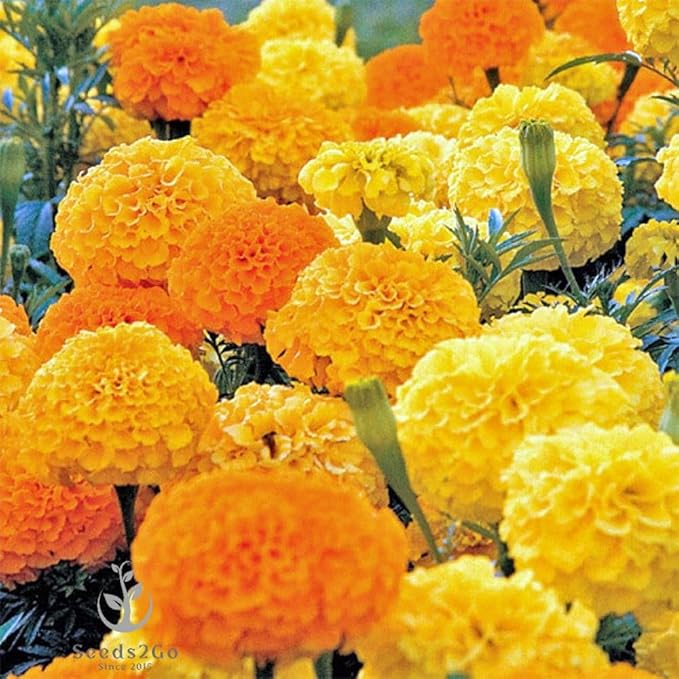 2000 African Marigold 'Crackerjack Mix' Seeds, by Seeds2Go