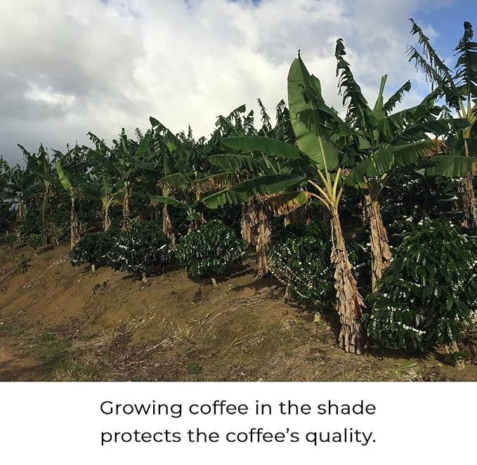 Kilo Coffee - 1 Kilogram Adaptogenic Mushroom Coffee. Whole Fruiting Body: Lions Mane, Chaga, Reishi, Cordyceps. Single Origin from Puerto Rico, Low Acid. 2.2lbs