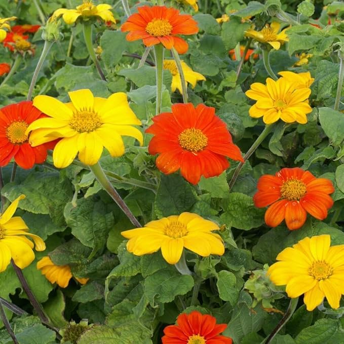 Outsidepride Red Torch Mexican Sunflower Seeds - 1000 Seeds Annual Tithonia, Fast-Growing, Heat & Drought-Tolerant Flower Seeds for Pollinator Gardens, Landscapes, & Flower Arrangements (AAS Winner)
