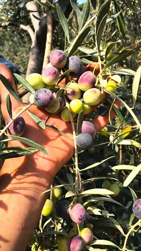 Cold Pressed Virgin Olive Oil 1 L - 33.81 Fluid Ounce, Antique Ephesus, Mediterranean Region of Ayvalik Turkey