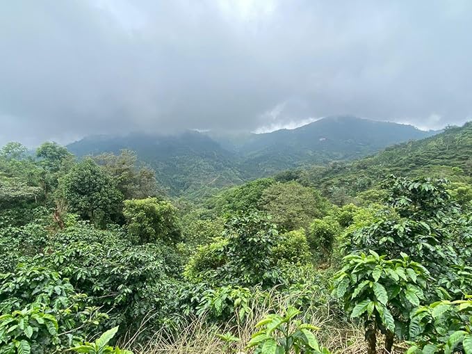Sabor del Café ??Costa Rican Coffee Whole Bean, Medium Roast ??Specialty Coffee, Honey Processed for Sweetness ??100% Organic, Caturra Varietal, Aromatic & Smooth Flavor, 2x250g