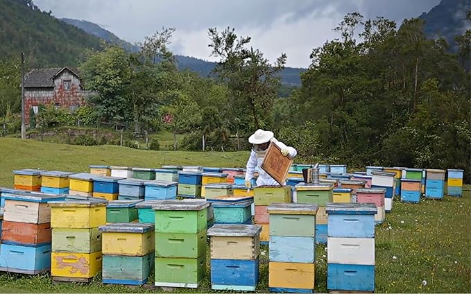 Patagonia Mountain Honey APF 200+ by TERRA ANDES PLUS | Raw natural organic honey. Highest bioactive grade. Made in Chilean Patagonia. 100% pure. NON Gmo. Awarded worldwide. Unfiltered Honey, 17.6 oz