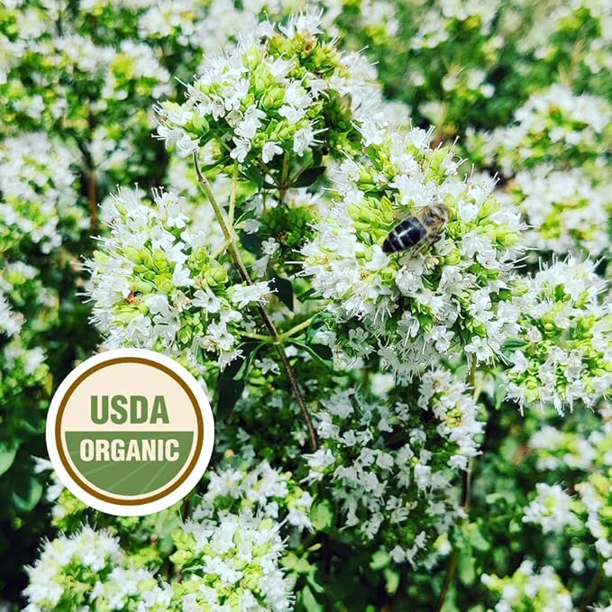 FILIPPONE - Organic Oregano Sprigs, 25 g (0.88 oz), Picked Fresh, Italian Dried Whole Oregano Stems, Freshly Grown in the Mountains of Sicily