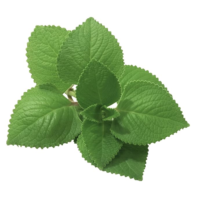 Unpretentious Mexican Oregano, 6.4 oz, Aromatic & Flavorful, Mexican Cuisine, Dried