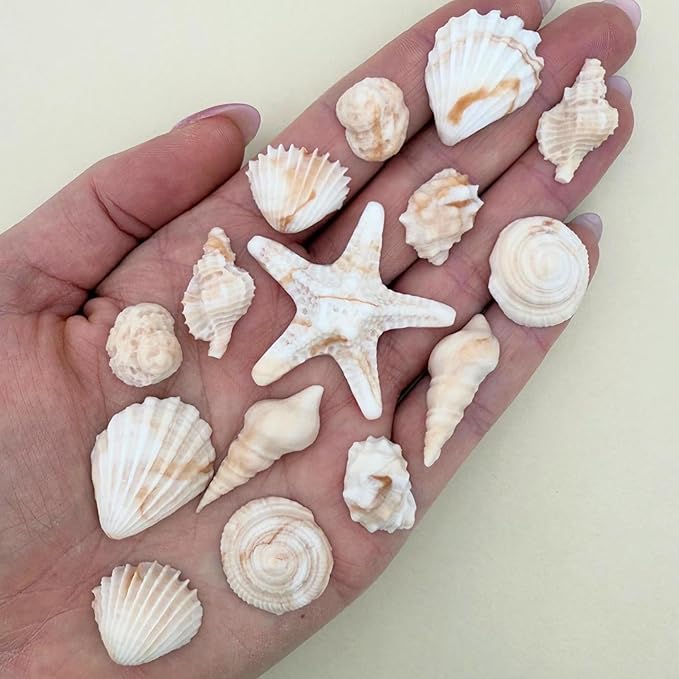 15 Dye Free Seashell Edible Cake Decorations, Vegan, Gluten-Free, Edible Cake Toppers for Cupcakes, Cookies & Desserts, by Simply Sucrì±?(30 Pieces (Bulk Box), Natural)