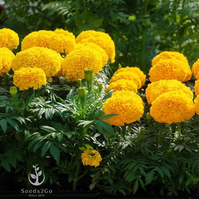 2000 African Marigold 'Crackerjack Mix' Seeds, by Seeds2Go