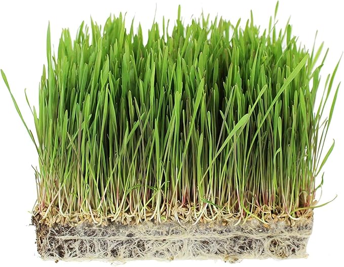 Organic Non-GMO Whole Oat Grain Seeds (With Husk Intact)- 1 Lb Re-Sealable Pouch- Oats Seed Grains, for Sprouting, Oat Grass, Animal Feed, Storage & More