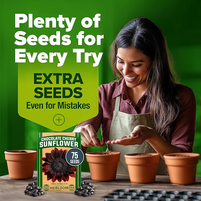 HOME GROWN Chocolate Cherry Sunflower Seeds β 75 π‘π’π‘-ππ π’ π¨π¦π Heirloom Seeds for Planting Burgundy Sunflowers β Tall Flower for Garden, Pollinators, Butterflies (Helianthus annuus)