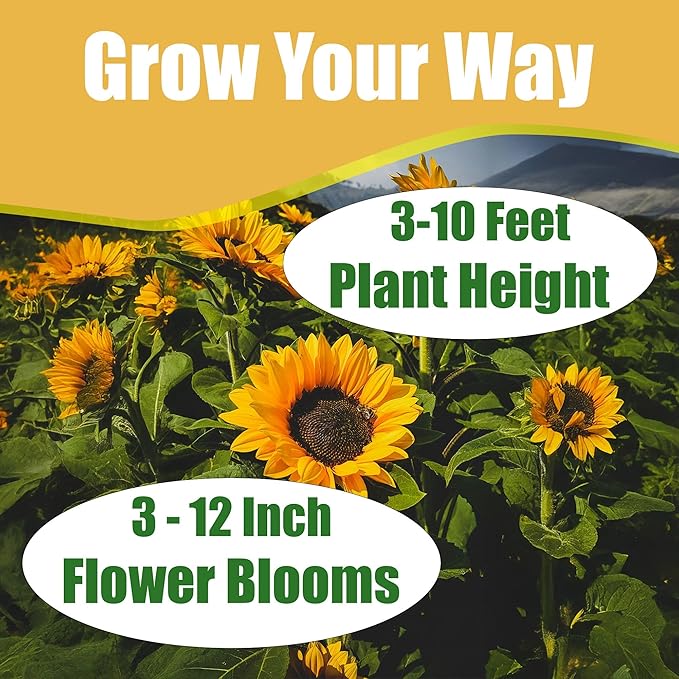 Park Seed Russian Mammoth Sunflower Seeds – Giant 8–14 Inch Yellow Blooms, Heirloom Variety for Seed Harvest and Bird Gardens, Heat and Drought Tolerant, Pack of 25
