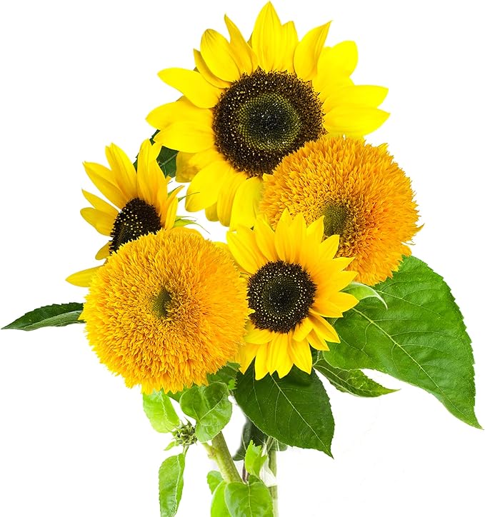 Sunflower Grow Kit with Dwarf Sunflower Seeds for Planting - Teddy Bear and Sunspot!