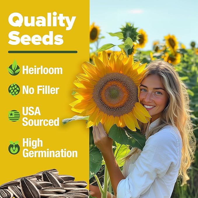 HOME GROWN 𝗨𝗦𝗔 Sunflower Seeds to Plant | 520+ Giant Mammoth Sunflower Seeds for Planting Bulk Packet | Heirloom, High Germination, Easy to Grow Jumbo Sun Flower for Home Garden(Helianthus annuus)