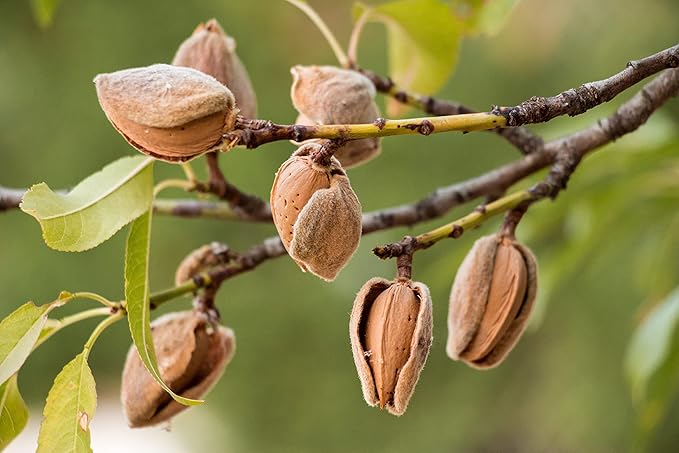 Food to Live Dry Roasted California Almonds with Himalayan Salt, 1 Pound Oven Roasted, Lightly Salted Nuts, No Oil Added, Vegan, Kosher, Bulk. High in Protein and Essential Fatty Acids. Great Snack