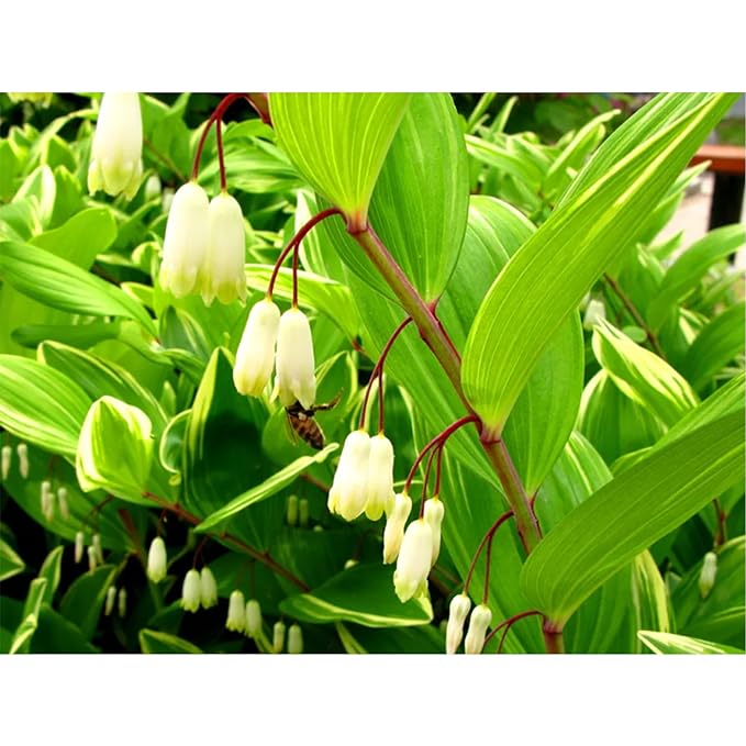 GAGOPA Solomon???Seal Root Tea ??100% Korean Dried Polygonatum (Donggulrae), Smooth Roasted Flavor, Caffeine-Free Herbal Tea Ingredient, 100g Pack