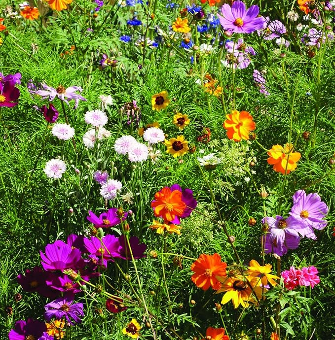 Bentley Seed Co. | Earth Day Planet Pollinator Flowers | Illustrated Bee Butterfly Flower Seed Packets | Environmental Favors for Events | Wildflower Mix Seed | Eco-Friendly Hand Out Gift | 25 Pack