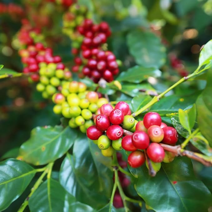 doanhdang - 17 Oz Premium Moka Whole Bean Coffee, 100% Medium Roast, Rich Flavor for Espresso Shot and Brew, Origin from Vietnam, Whole Med Roast Beans, Pack of 1, Phin Filter Included