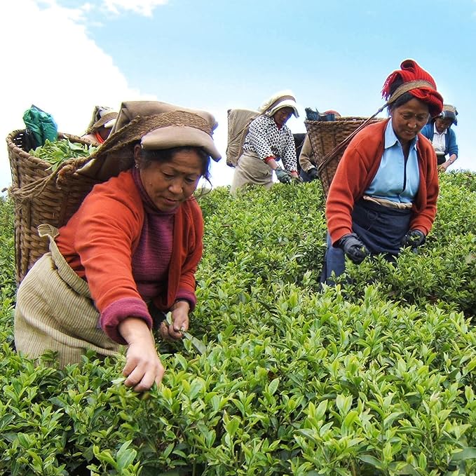BREWIX, Darjeeling Black Tea Bags From Himalayas (120 Round Tea Bag) | Caffeinated | Breakfast Tea
