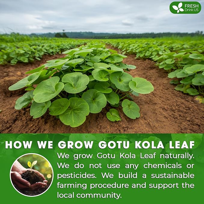 FreshDrinkUS, Premium Gotu Kola Leaf Tea ??40 Tea Bags | Pure Dried Centella Asiatica Leaves | Naturally Caffeine-Free Herbal Tea | Refreshing Aroma & Smooth Taste | Premium Herbal Infusion. Vegan