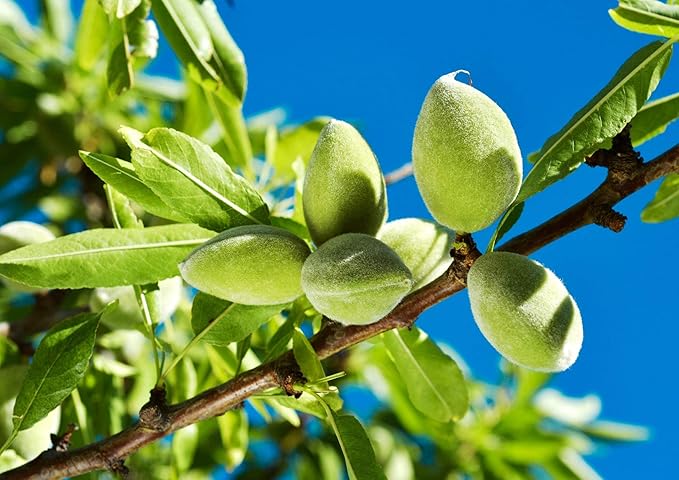 Food to Live Organic Blanched Slivered Almonds, 14 Pounds - Non-GMO, Raw, Unpasteurized, Unsalted, Vegan, Keto, Paleo, Kosher, Bulk, Protein, Dietary Fiber, For Cooking, Baking, Salads and Cereals