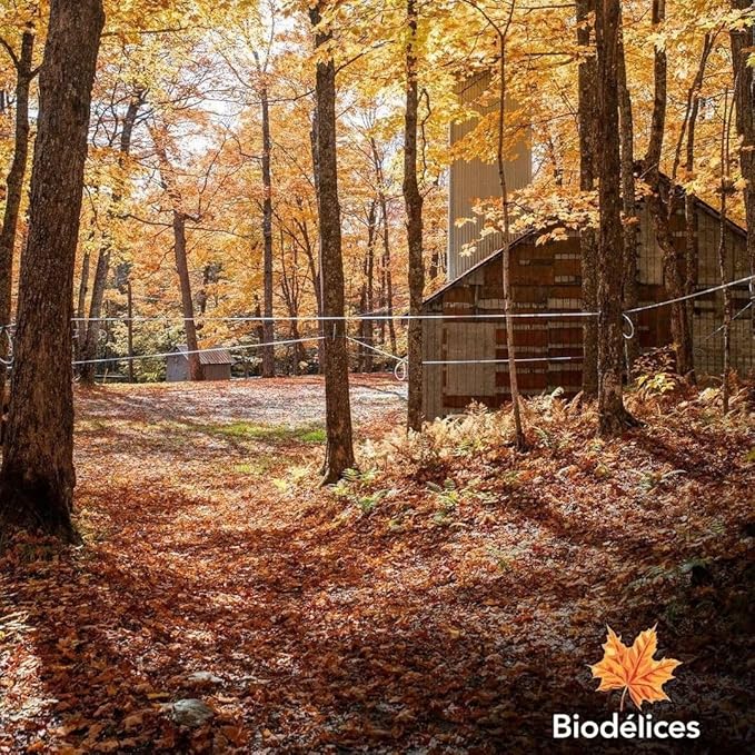 Biodelices Organic Maple Syrup, Maple Butter, Maple Jelly, and Maple Sugar - 100% Pure Maple Syrup - Tasting Pack - Premium Artisan, Natural and Authentic