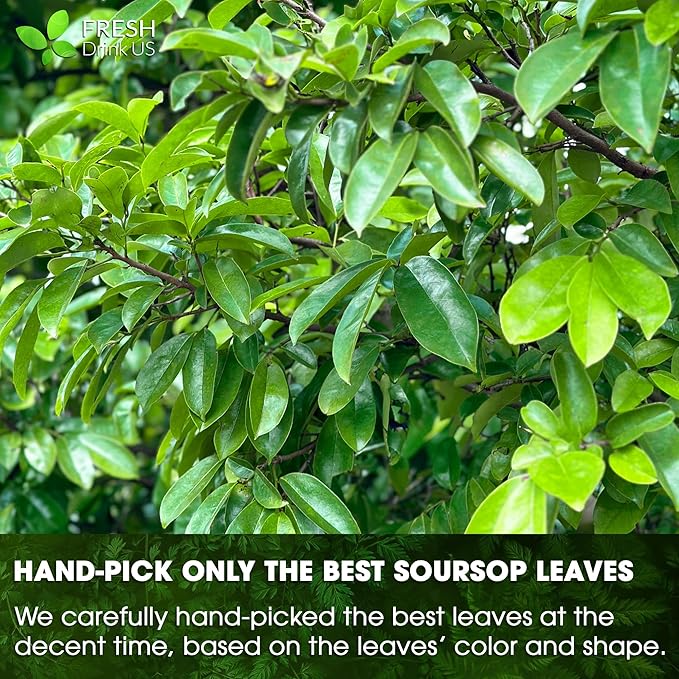 FreshDrinkUS, 240+ Premium Soursop Graviola Dried Leaves Tea, 230-250 Whole Soursop Leaves, Wildcrafted, Graviola , Guanabana , Hoja Guanabana, Loose Leaf Herbal , No Gluten, Vegan
