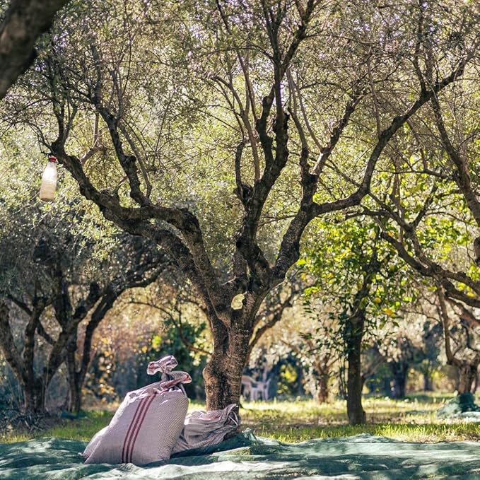 Yialós Extra Virgin Olive Oil from Greece ??2025 NYIOOC Winner | Small Batch, Single Estate, 100% Koroneiki | Cold Pressed, High Polyphenols | 500 mL Glass Bottle