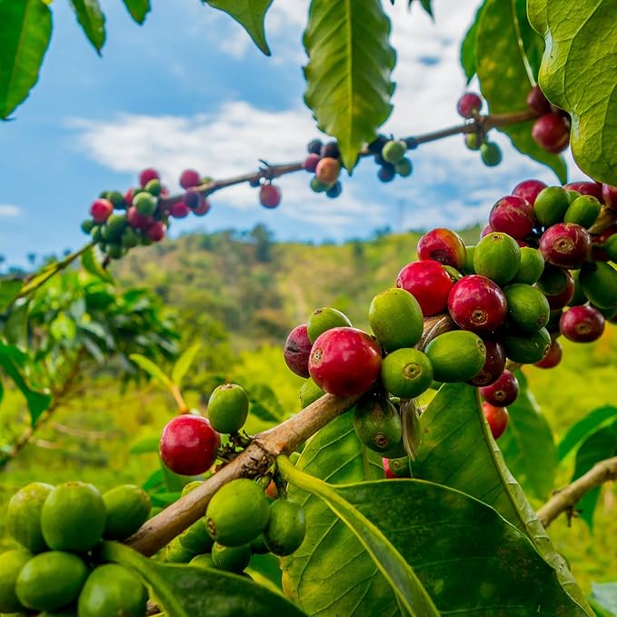 ROYAL KONA COFFEE - Medium Roast Ground Coffee, Vanilla Macadamia Flavor, 8 Ounce