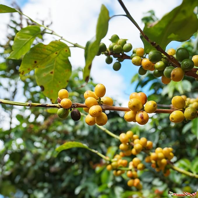 doanhdang - 17 Oz Premium Yellow Bourbon Whole Bean Coffee, 100% Medium Roast, Rich Flavor for Espresso Shot and Brew, Origin from Vietnam, Whole Med Roast Beans, Pack of 1, Phin Filter Included